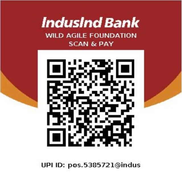 IndusInd Bank UPI QR code for Wild Agile Foundation